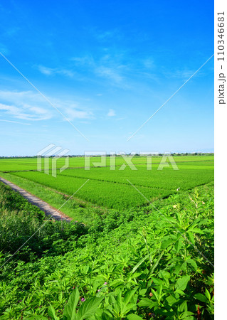 夏の田園風景 荒川土手からの眺め さいたま市 夏の田園風景 荒川土手からの眺め さいたま市 110346681