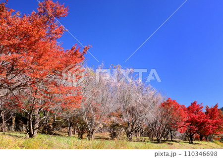 埼玉県児玉郡神川町矢納 冬桜と紅葉の名所町立城峯公園 満開の冬桜ともみじなどの紅葉の競演 埼玉県児玉郡神川町矢納 冬桜と紅葉の名所町立城峯公園 満開の冬桜ともみじなどの紅葉の競演 110346698