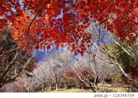 埼玉県児玉郡神川町矢納　冬桜と紅葉の名所町立城峯公園　満開の冬桜ともみじなどの紅葉の競演 110346704