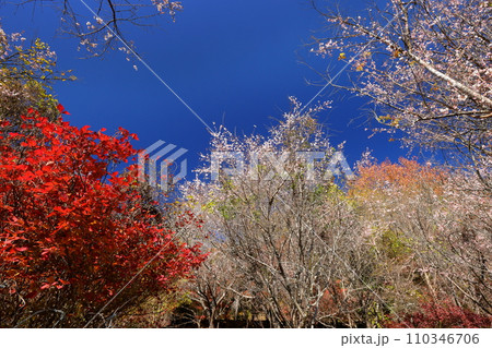 埼玉県児玉郡神川町矢納　冬桜と紅葉の名所町立城峯公園　満開の冬桜ともみじなどの紅葉の競演 110346706