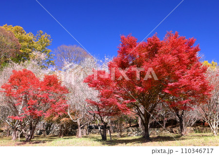 埼玉県児玉郡神川町矢納　冬桜と紅葉の名所町立城峯公園　満開の冬桜ともみじなどの紅葉の競演 110346717