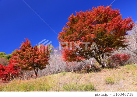 埼玉県児玉郡神川町矢納　冬桜と紅葉の名所町立城峯公園　満開の冬桜ともみじなどの紅葉の競演 110346719
