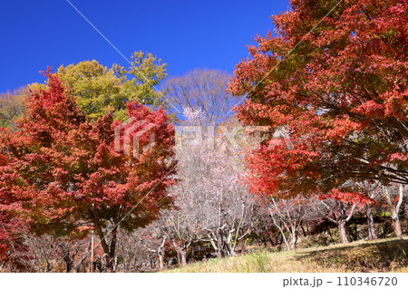 埼玉県児玉郡神川町矢納 冬桜と紅葉の名所町立城峯公園 満開の冬桜ともみじなどの紅葉の競演 埼玉県児玉郡神川町矢納 冬桜と紅葉の名所町立城峯公園 満開の冬桜ともみじなどの紅葉の競演 110346720
