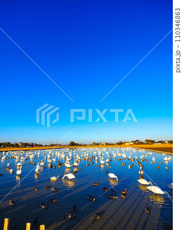 白鳥の群れがいる田んぼの風景 白鳥の群れがいる田んぼの風景 110346863
