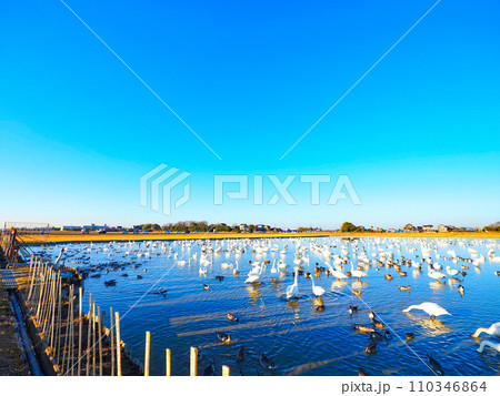 白鳥の群れがいる田んぼの風景 110346864