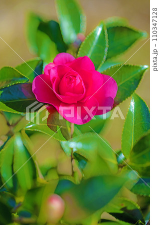 家の周りの草花 四季の色々 庭の垣根に赤い花が咲きました 美しく輝く山茶花の花 家の周りの草花 四季の色々 庭の垣根に赤い花が咲きました 美しく輝く山茶花の花 110347128