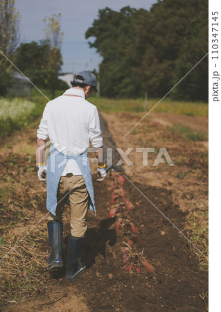 vegetable field 110347145