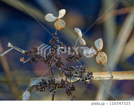 アジサイ科ガクアジサイの枯れた装飾花と種子 110347325
