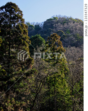 東海自然歩道　猿投山北西斜面の森林 110347329