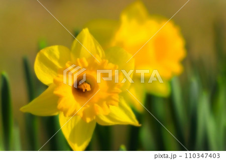 鮮やかな黄色のラッパ水仙 鮮やかな黄色のラッパ水仙 110347403