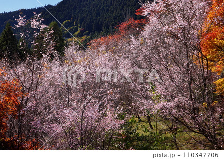 埼玉県児玉郡神川町矢納　冬桜の名所町立城峯公園の満開の冬桜ともみじなどの紅葉 110347706