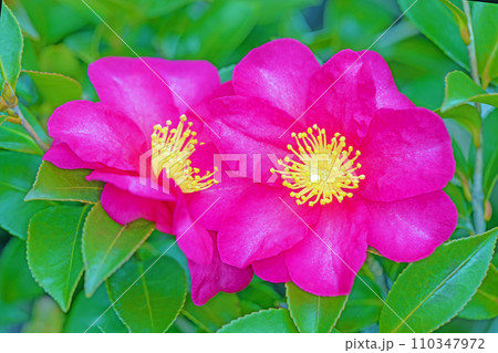 家の周りの草花　四季の色々　庭の垣根にピンクの花が咲きました　美しく輝く山茶花の花 110347972