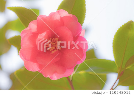 家の周りの草花　四季の色々　庭の垣根にピンクの花が咲きました　美しく輝く山茶花の花 110348013