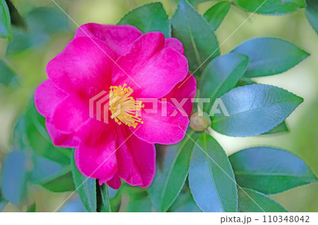 家の周りの草花 四季の色々 庭の垣根にピンクの花が咲きました 美しく輝く山茶花の花 家の周りの草花 四季の色々 庭の垣根にピンクの花が咲きました 美しく輝く山茶花の花 110348042