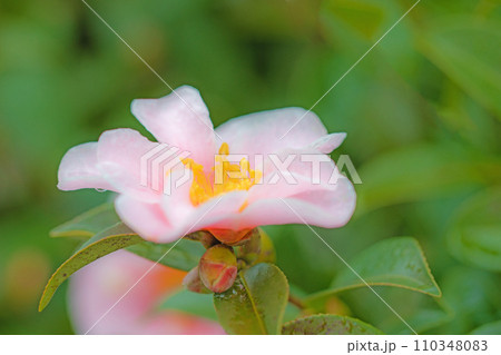 家の周りの草花　四季の色々　庭の垣根にピンクの花が咲きました　美しく輝く山茶花の花 110348083