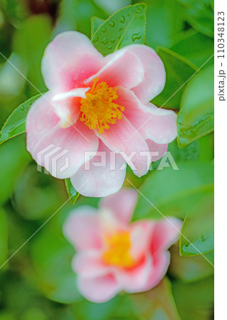 家の周りの草花　四季の色々　庭の垣根にピンクの花が咲きました　美しく輝く山茶花の花 110348123