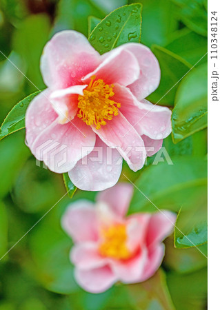家の周りの草花 四季の色々 庭の垣根にピンクの花が咲きました 美しく輝く山茶花の花 家の周りの草花 四季の色々 庭の垣根にピンクの花が咲きました 美しく輝く山茶花の花 110348124