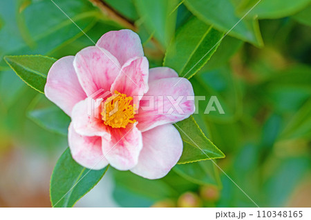 家の周りの草花　四季の色々　庭の垣根にピンクの花が咲きました　美しく輝く山茶花の花 110348165