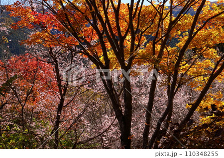 埼玉県児玉郡神川町矢納　冬桜と紅葉の名所町立城峯公園　満開の冬桜ともみじなどの紅葉の競演 110348255