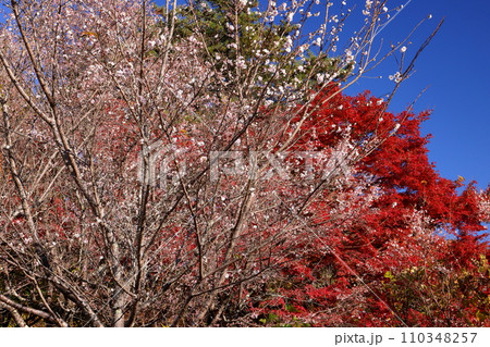 埼玉県児玉郡神川町矢納 冬桜と紅葉の名所町立城峯公園 満開の冬桜ともみじなどの紅葉の競演 埼玉県児玉郡神川町矢納 冬桜と紅葉の名所町立城峯公園 満開の冬桜ともみじなどの紅葉の競演 110348257