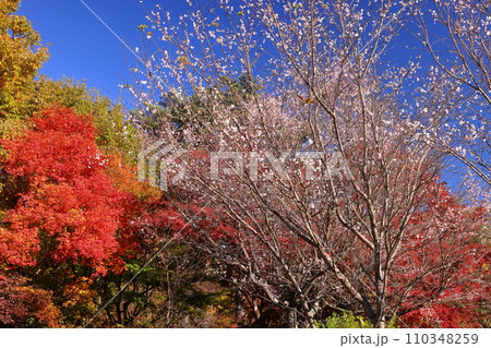 埼玉県児玉郡神川町矢納 冬桜と紅葉の名所町立城峯公園 満開の冬桜ともみじなどの紅葉の競演 埼玉県児玉郡神川町矢納 冬桜と紅葉の名所町立城峯公園 満開の冬桜ともみじなどの紅葉の競演 110348259