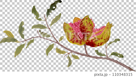 pomegranate pomegranate 110348315