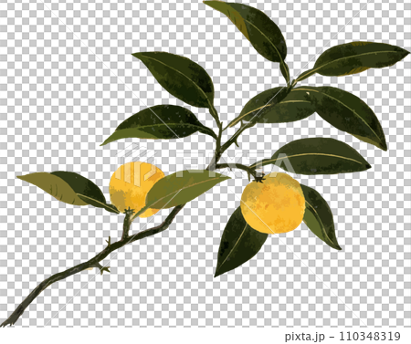 Mandarin orange Mandarin orange 110348319