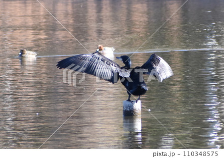 翼を広げるカワウ 110348575