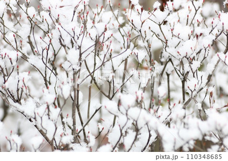 雪の積もったドウダンツツジ 110348685