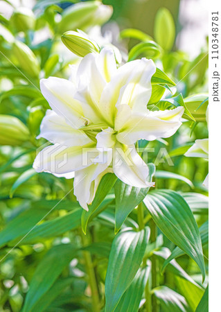 家の周りの草花 四季の色々 初夏の目覚め 白い花びら 美しく清楚 白い百合の花 家の周りの草花 四季の色々 初夏の目覚め 白い花びら 美しく清楚 白い百合の花 110348781