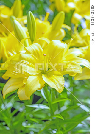 家の周りの草花 四季の色々 初夏の目覚め 黄色の花びら 美しく清楚 黄色い百合の花 家の周りの草花 四季の色々 初夏の目覚め 黄色の花びら 美しく清楚 黄色い百合の花 110348788