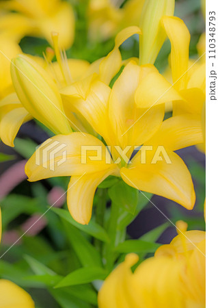 家の周りの草花　四季の色々　初夏の目覚め　黄色の花びら　美しく清楚　黄色い百合の花 110348793