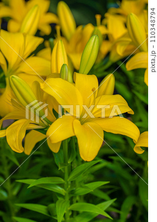 家の周りの草花 四季の色々 初夏の目覚め 黄色の花びら 美しく清楚 黄色い百合の花 家の周りの草花 四季の色々 初夏の目覚め 黄色の花びら 美しく清楚 黄色い百合の花 110348794