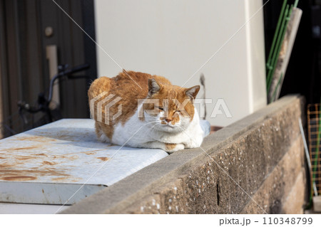 台の上で寛ぐ桜耳の茶トラの野良猫 台の上で寛ぐ桜耳の茶トラの野良猫 110348799