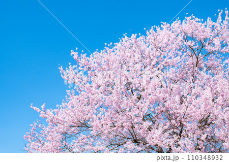 満開の桜と青空 110348932