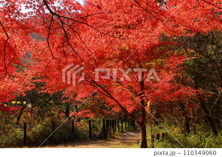 埼玉県比企郡嵐山町鎌形 紅葉の名所武蔵嵐山渓谷の逆光の真っ赤なもみじ 埼玉県比企郡嵐山町鎌形 紅葉の名所武蔵嵐山渓谷の逆光の真っ赤なもみじ 110349060