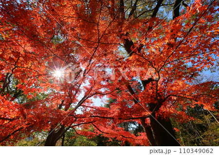 埼玉県比企郡嵐山町鎌形　紅葉の名所武蔵嵐山渓谷の逆光の真っ赤なもみじ 110349062