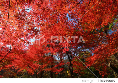 埼玉県比企郡嵐山町鎌形　紅葉の名所武蔵嵐山渓谷の逆光の真っ赤なもみじ 110349065