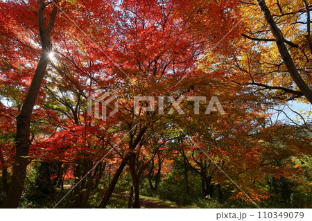 埼玉県比企郡嵐山町鎌形　紅葉の名所武蔵嵐山渓谷の逆光の真っ赤なもみじ 110349079