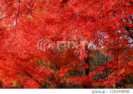 埼玉県比企郡嵐山町鎌形 紅葉の名所武蔵嵐山渓谷の逆光の真っ赤なもみじ 埼玉県比企郡嵐山町鎌形 紅葉の名所武蔵嵐山渓谷の逆光の真っ赤なもみじ 110349090