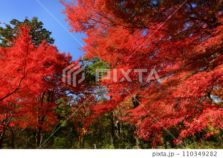 埼玉県比企郡嵐山町鎌形 紅葉の名所武蔵嵐山渓谷の真っ赤なもみじ 埼玉県比企郡嵐山町鎌形 紅葉の名所武蔵嵐山渓谷の真っ赤なもみじ 110349282
