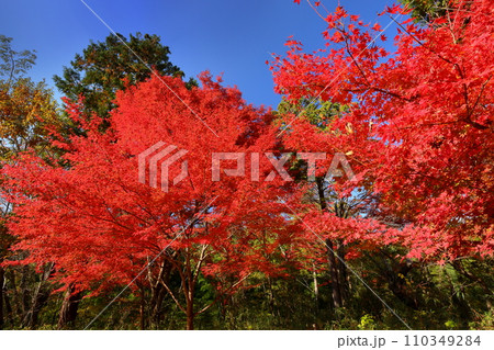 埼玉県比企郡嵐山町鎌形　紅葉の名所武蔵嵐山渓谷の真っ赤なもみじ 110349284
