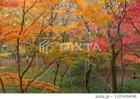 埼玉県比企郡嵐山町鎌形 紅葉の名所武蔵嵐山渓谷の色とりどりなもみじ 埼玉県比企郡嵐山町鎌形 紅葉の名所武蔵嵐山渓谷の色とりどりなもみじ 110349496