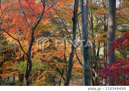 埼玉県比企郡嵐山町鎌形 紅葉の名所武蔵嵐山渓谷の色とりどりなもみじ 埼玉県比企郡嵐山町鎌形 紅葉の名所武蔵嵐山渓谷の色とりどりなもみじ 110349498