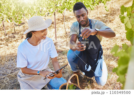 Agriculture, farmer and wine manufacturing plant or vineyard workers doing quality checklist on their fruit. Sustainability, growth and winery friends working in nature countryside farm Agriculture, farmer and wine manufacturing plant or vineyard workers doing quality checklist on their fruit. Sustainability, growth and winery friends working in nature countryside farm 110349500