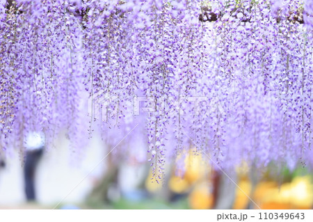 フジ162 フジ162 110349643