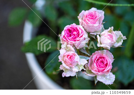 バラの花　マクロイメージ 110349659