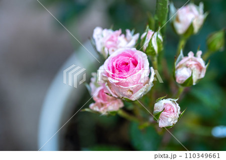 バラの花　マクロイメージ 110349661