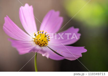 コスモスの花　秋のイメージ 110349713