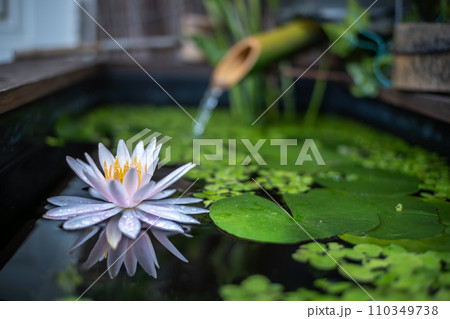 和風ビオトープの睡蓮の花 和風ビオトープの睡蓮の花 110349738